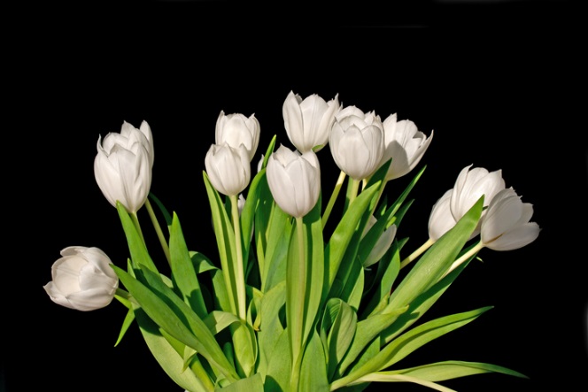Tulips